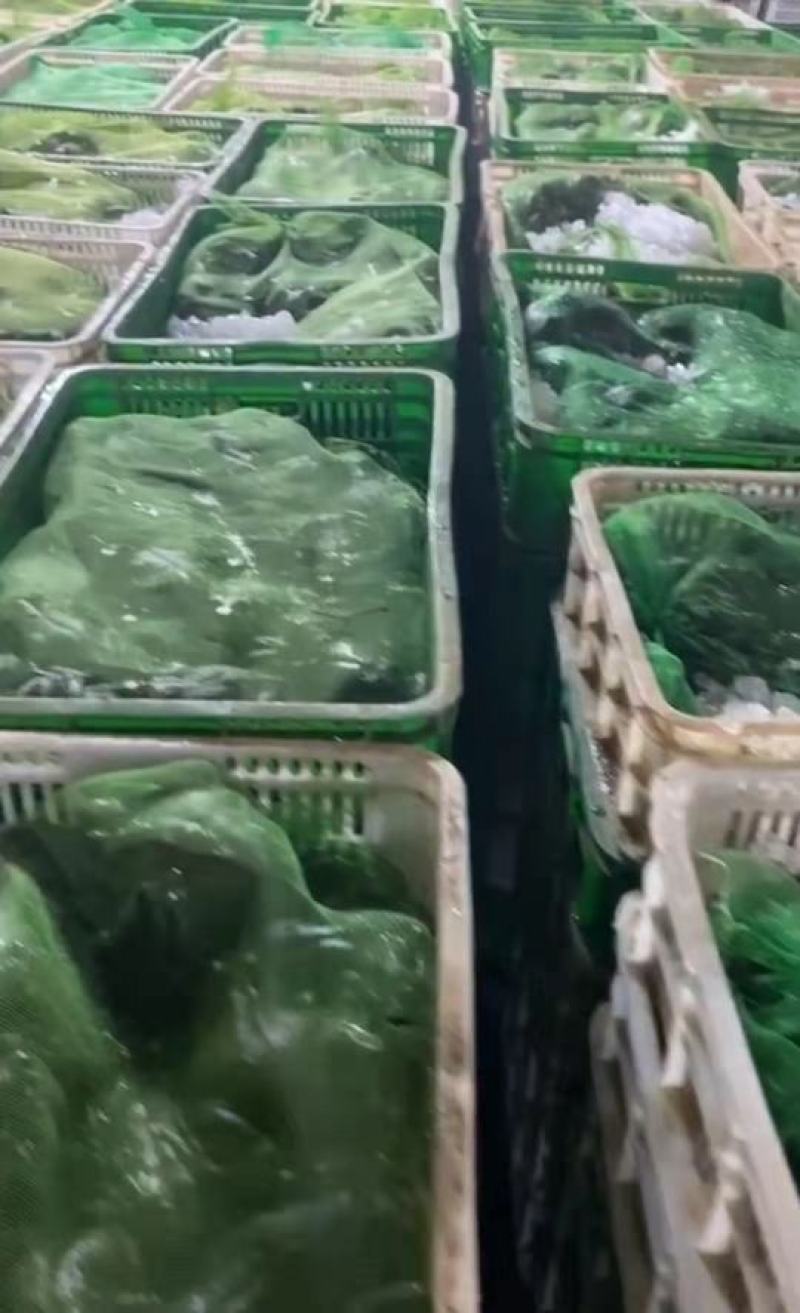 牛蛙活蛙农家蛙绿色健康食品销售批发商餐饮