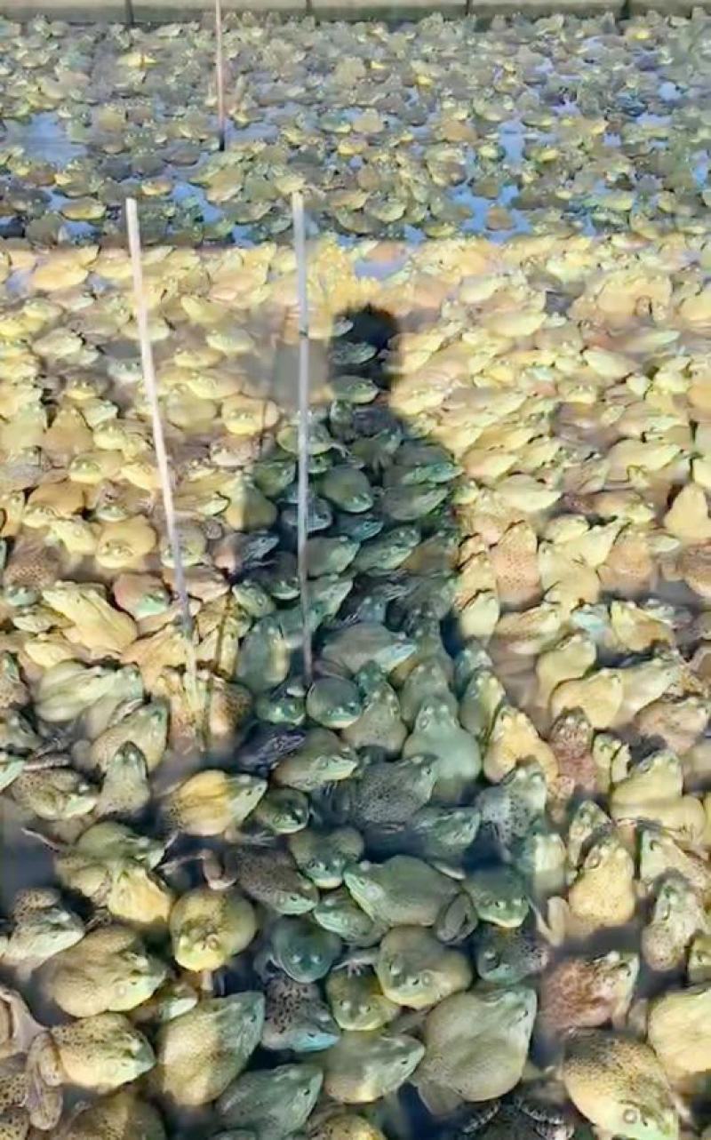 牛蛙活蛙农家蛙绿色健康食品销售批发商餐饮
