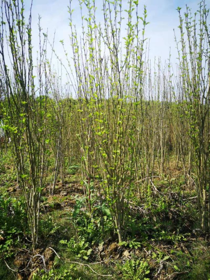 木槿丛生木槿郴州苗木基地大量供应各种绿化工程球形