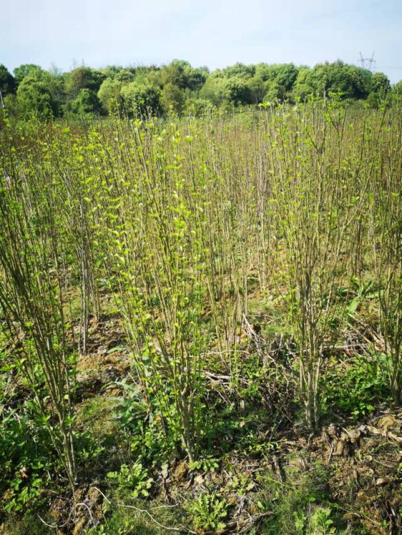 木槿丛生木槿郴州苗木基地大量供应各种绿化工程球形