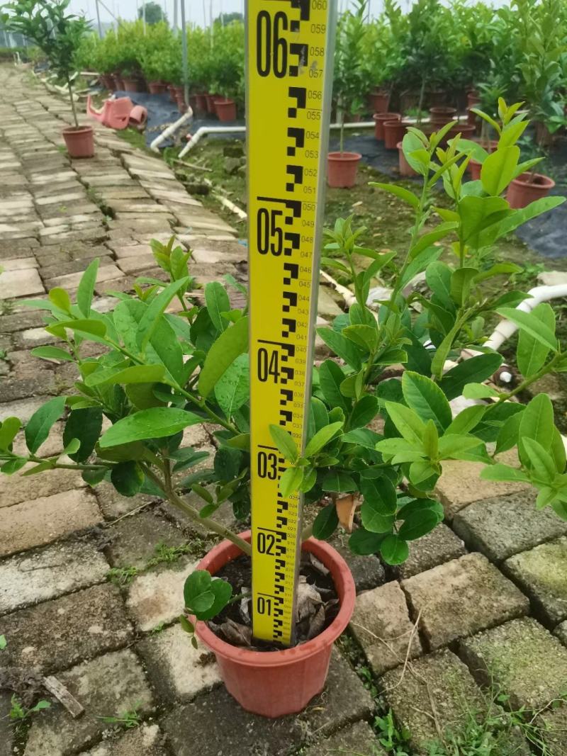 香水柠檬盆栽花卉批发，开花结果绿植，基地直发