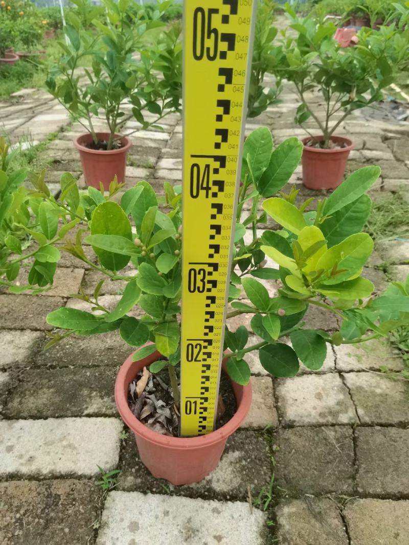 香水柠檬盆栽花卉批发，开花结果绿植，基地直发