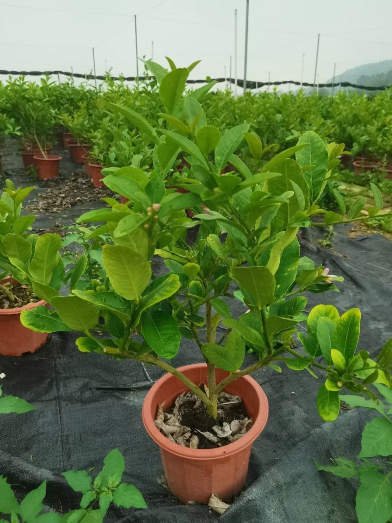 香水柠檬盆栽花卉批发，开花结果绿植，基地直发