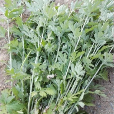 河北承德原产地野生艾蒿