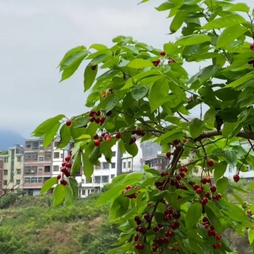 贵州樱桃，预定