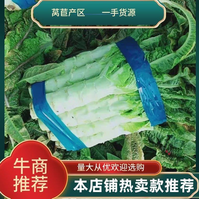 红尖叶莴苣√质量保证√安徽宿州周亚来果蔬欢迎您√