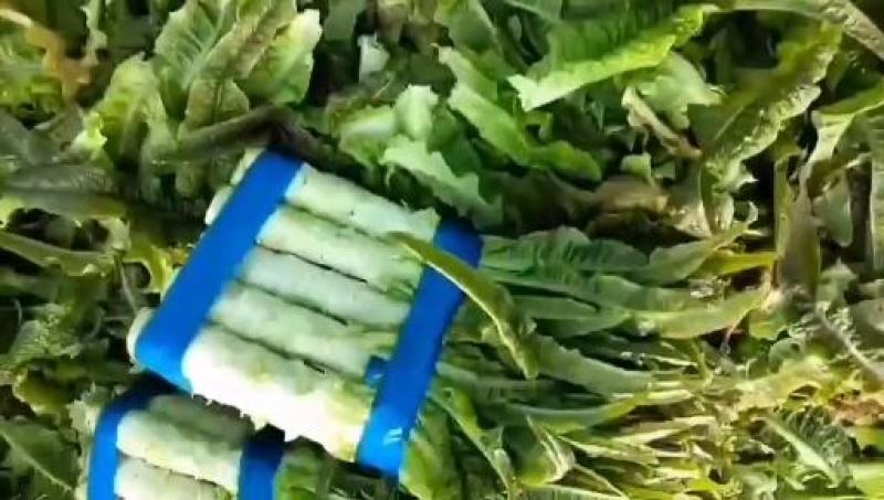 红尖叶莴苣√质量保证√安徽宿州周亚来果蔬欢迎您√