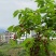 农村自己种的樱桃，绝对没有添加任何化学肥料，绝对绿色健康