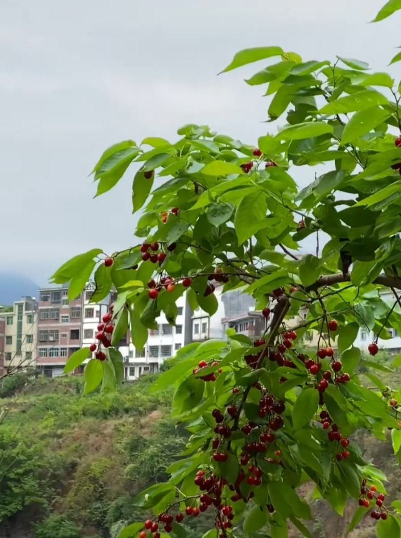 农村自己种的樱桃，绝对没有添加任何化学肥料，绝对绿色健康