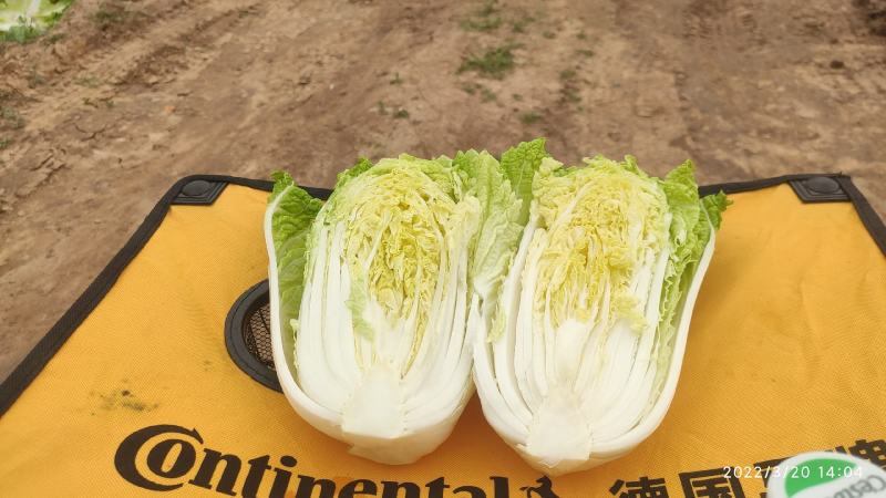 娃娃菜，横州娃娃菜精品大娃娃菜