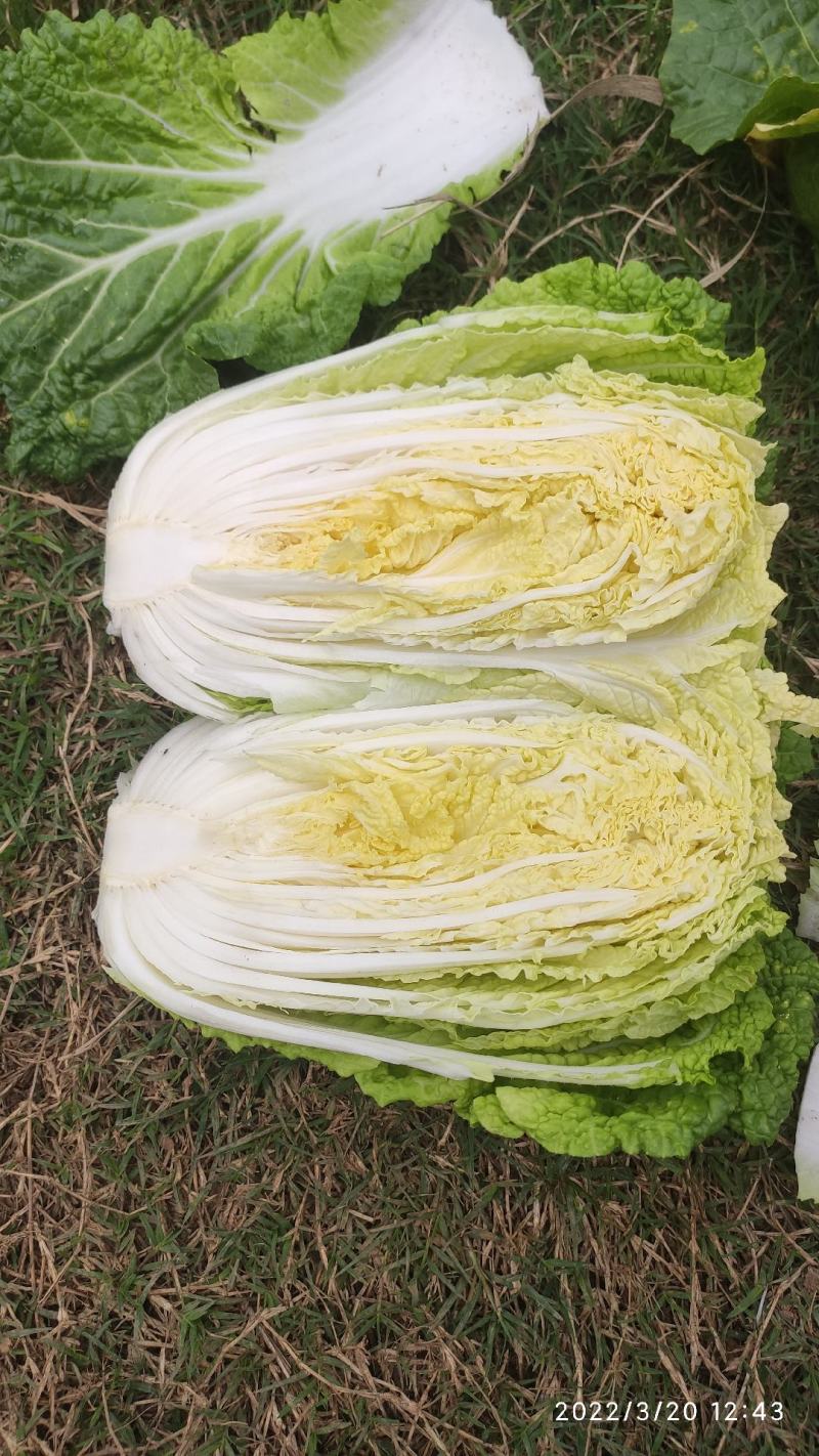 娃娃菜，横州娃娃菜精品大娃娃菜