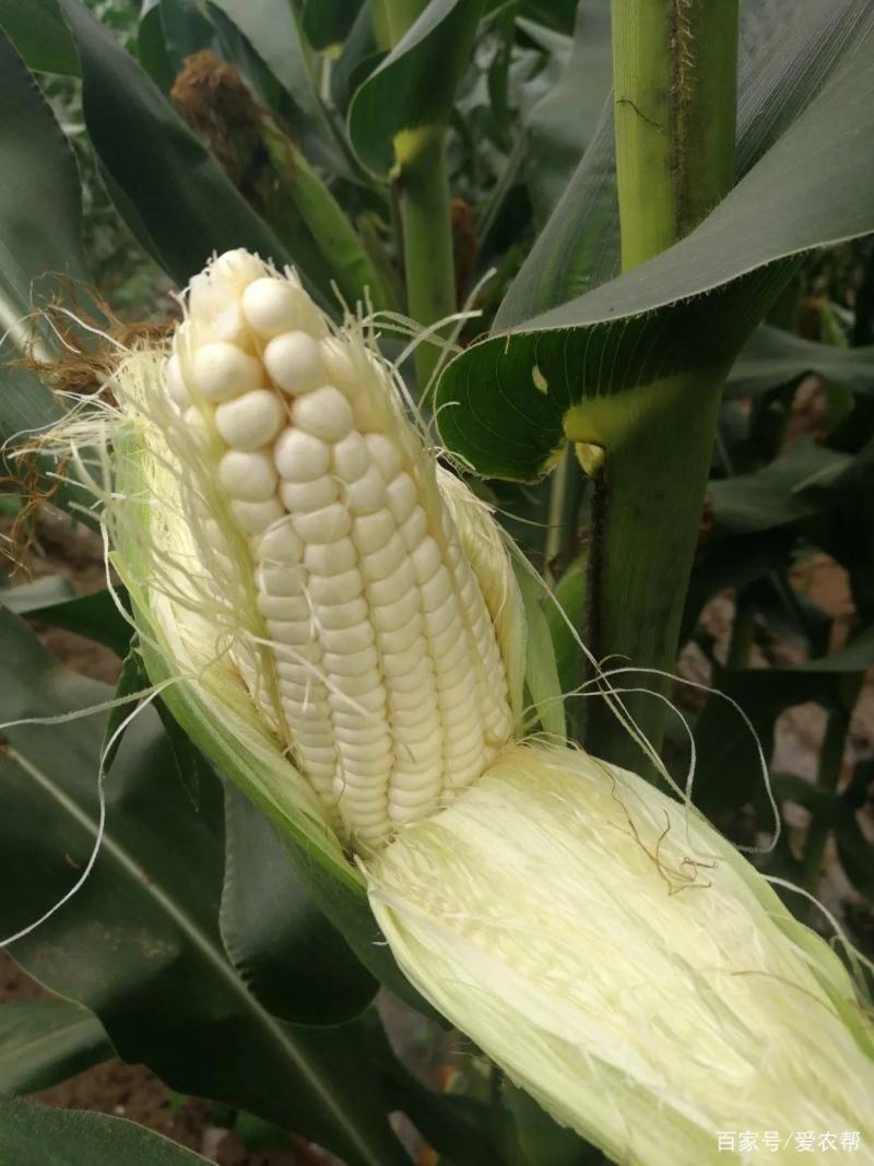 白糯玉米万糯188已上市