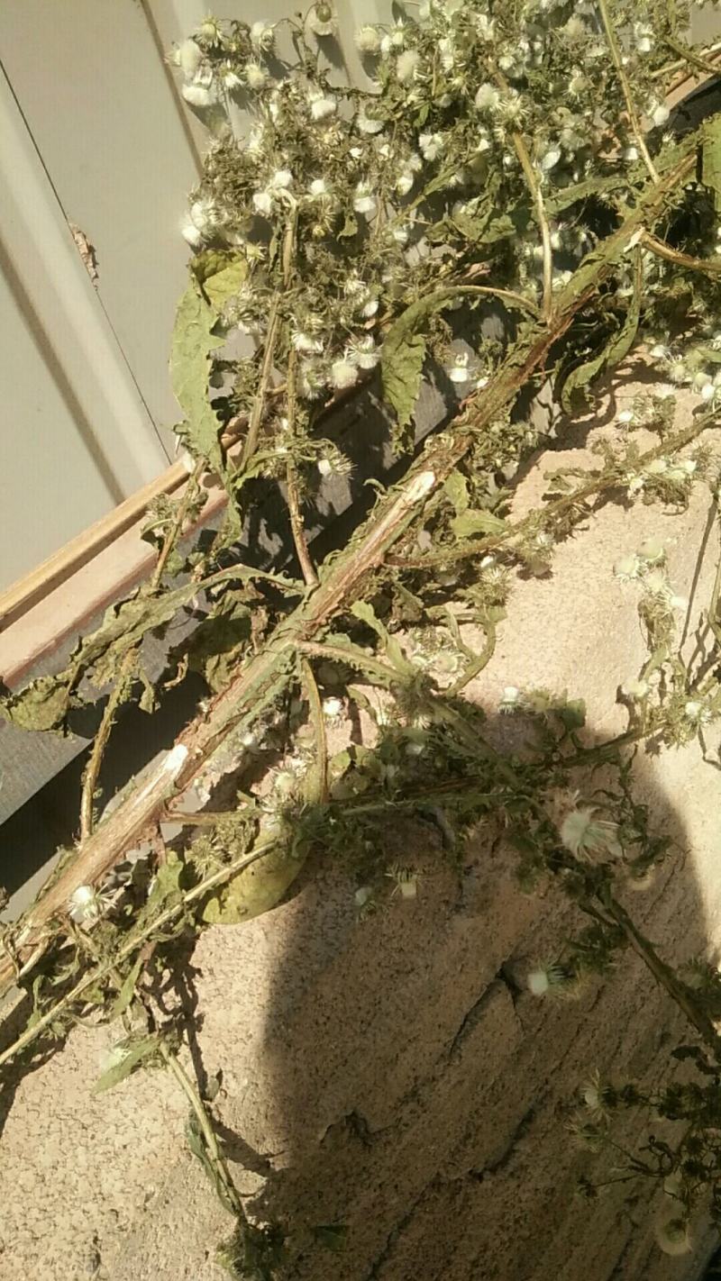 臭灵丹