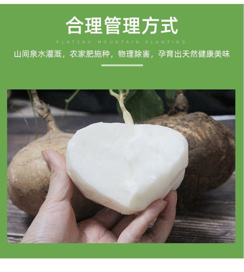 【包邮-10斤凉薯】热销5斤10斤新鲜凉薯豆薯