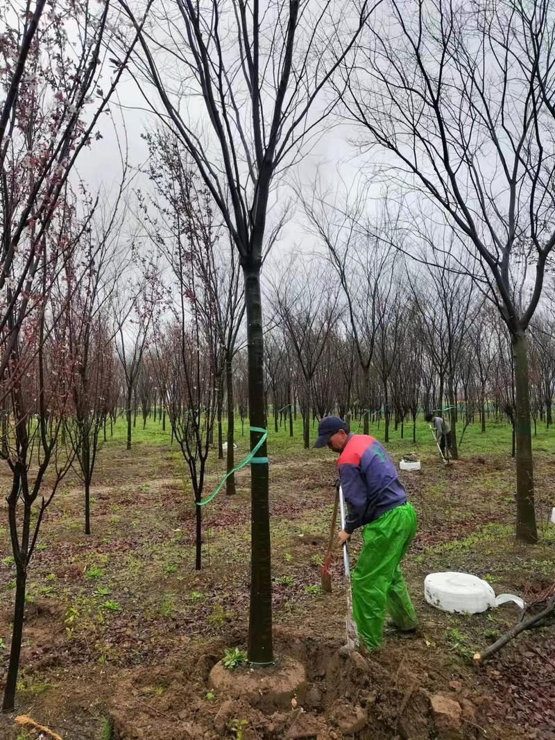 江苏榉树基地，大量批发优质榉树10-20公分