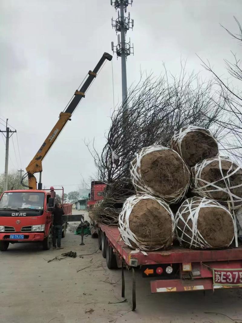 江苏榉树基地，大量批发优质榉树10-20公分