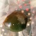 【精品松花蛋】山东无铅松花蛋雪花松花蛋传统工艺厂家直供