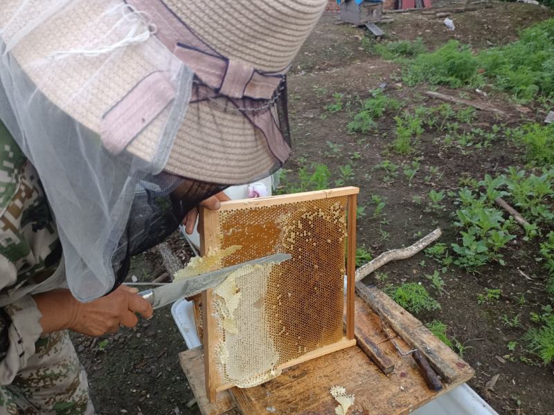 黑龙江省双鸭山市饶河县东北黑蜂国家级自然保护区黑蜂蜜