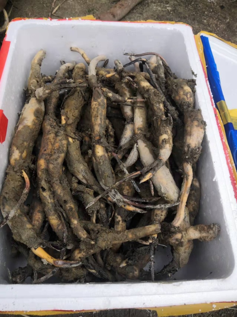 太空莲36号种苗藕苗高产水果莲蓬白莲红莲子大型荷花