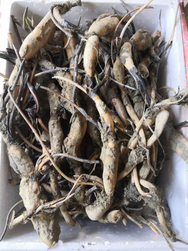 太空莲36号种苗藕苗高产水果莲蓬白莲红莲子大型荷花