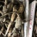 太空莲36号种苗藕苗高产水果莲蓬白莲红莲子大型荷花