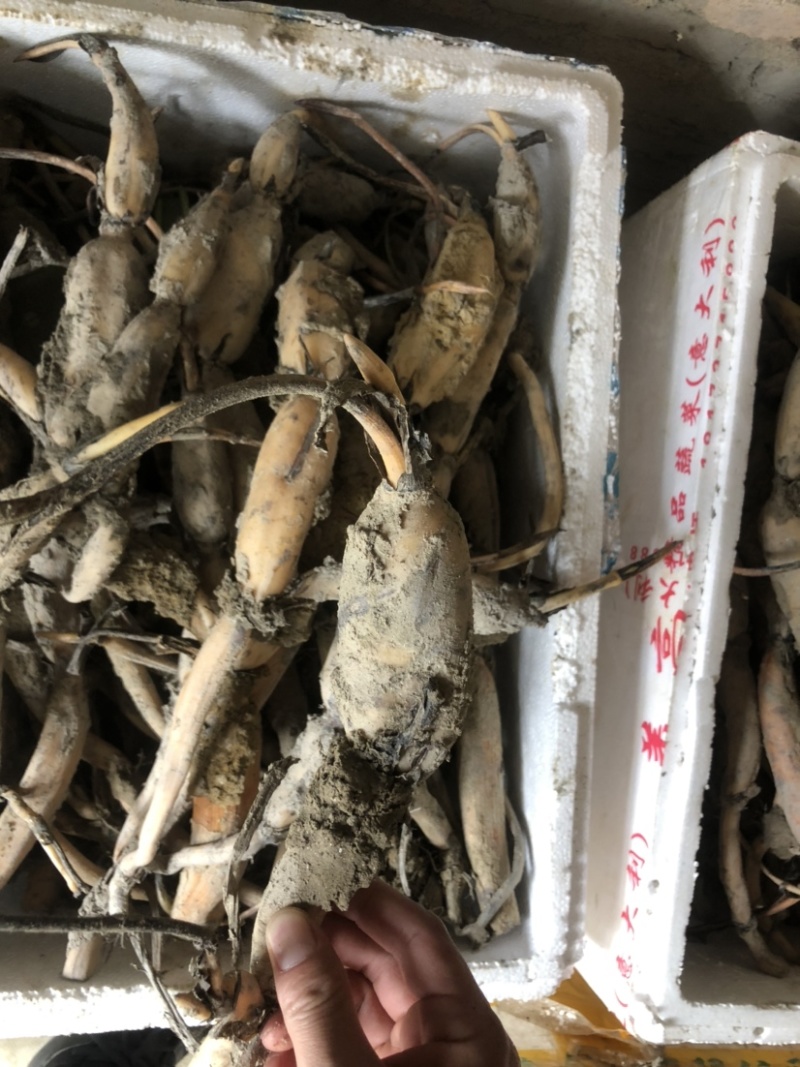 太空莲36号种苗藕苗高产水果莲蓬白莲红莲子大型荷花