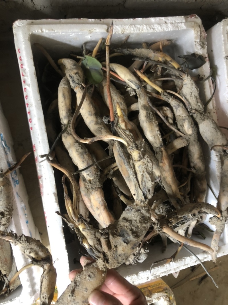 太空莲36号种苗藕苗高产水果莲蓬白莲红莲子大型荷花