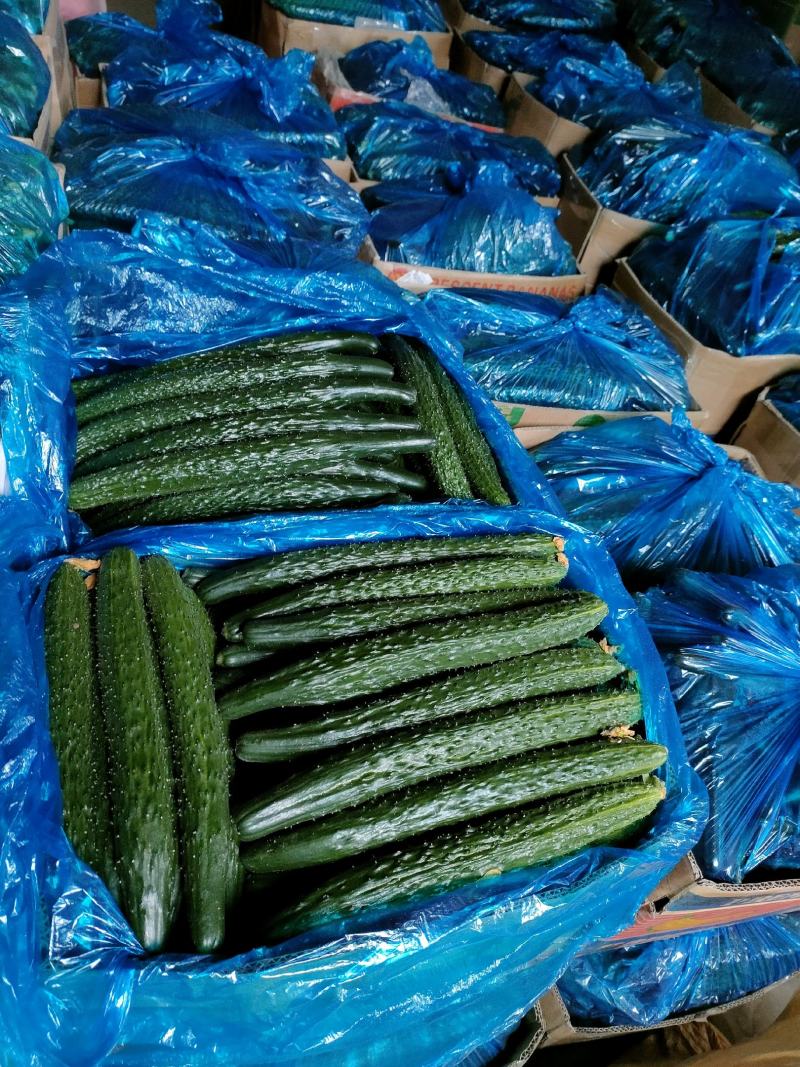 夏邑县油亮密剌黄瓜青瓤，当天釆一手货源产地发货，