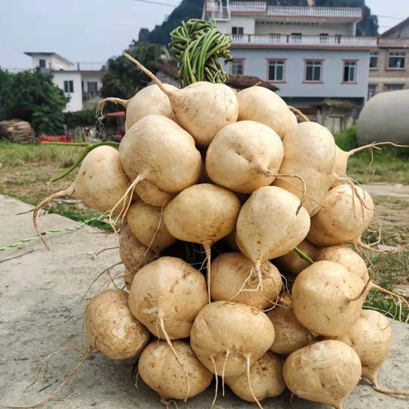 【时令孕妇水果】农家新鲜凉薯地瓜现挖白地瓜沙葛地萝卜脆甜