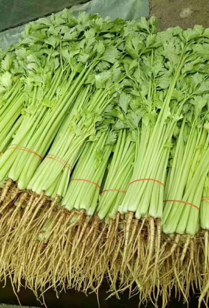 【精品】芹菜基地直供品质保证全国发货欢迎联系