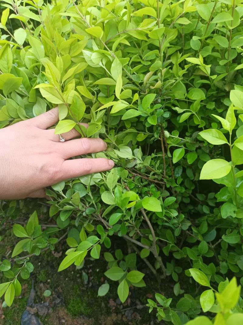 供应湖南金叶女贞小苗，金叶女贞球，湖南金叶女贞小毛球价格