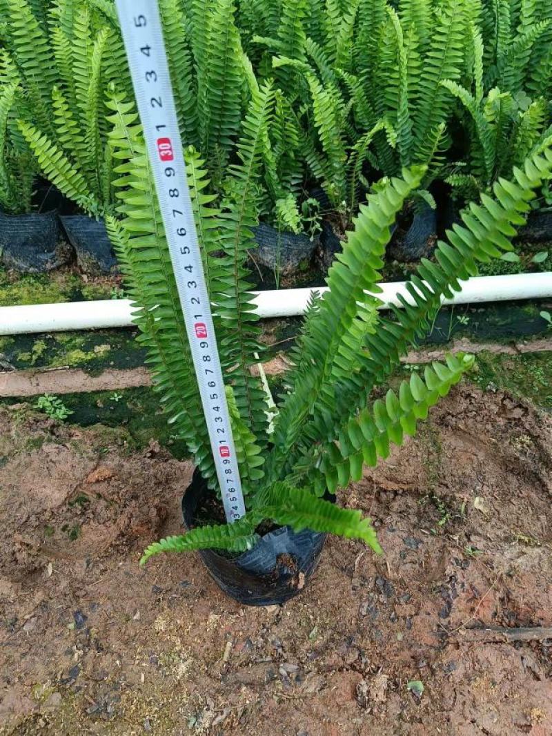 广东基地大量供应排骨草，肾蕨，欢迎各地老板下单