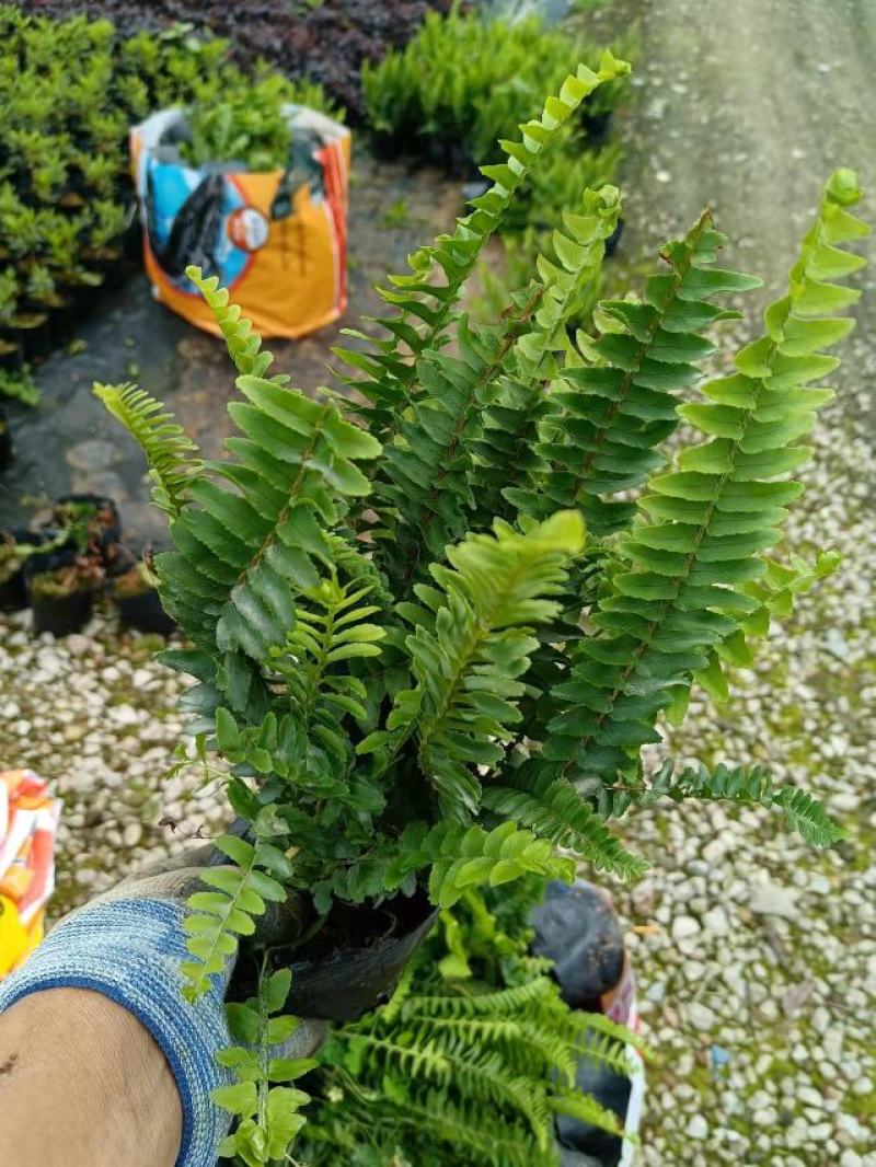 广东基地大量供应排骨草，肾蕨，欢迎各地老板下单