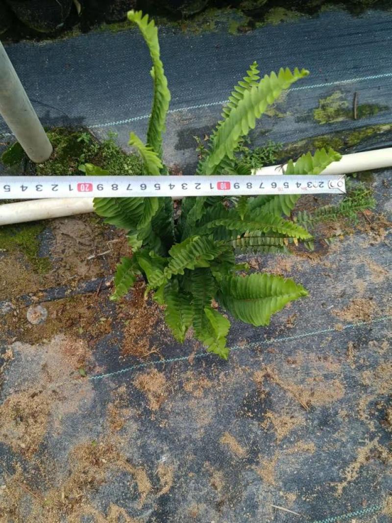 广东基地大量供应排骨草，肾蕨，欢迎各地老板下单