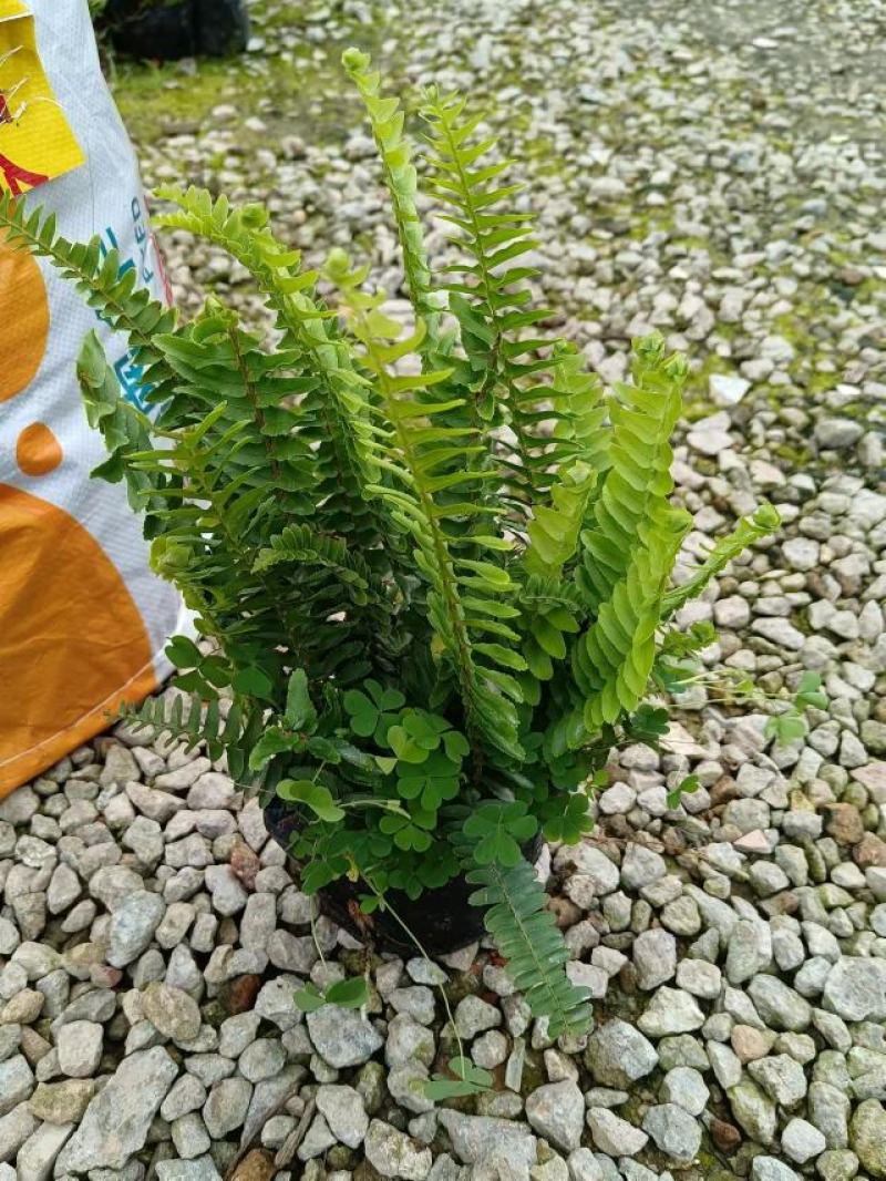 广东基地大量供应排骨草，肾蕨，欢迎各地老板下单