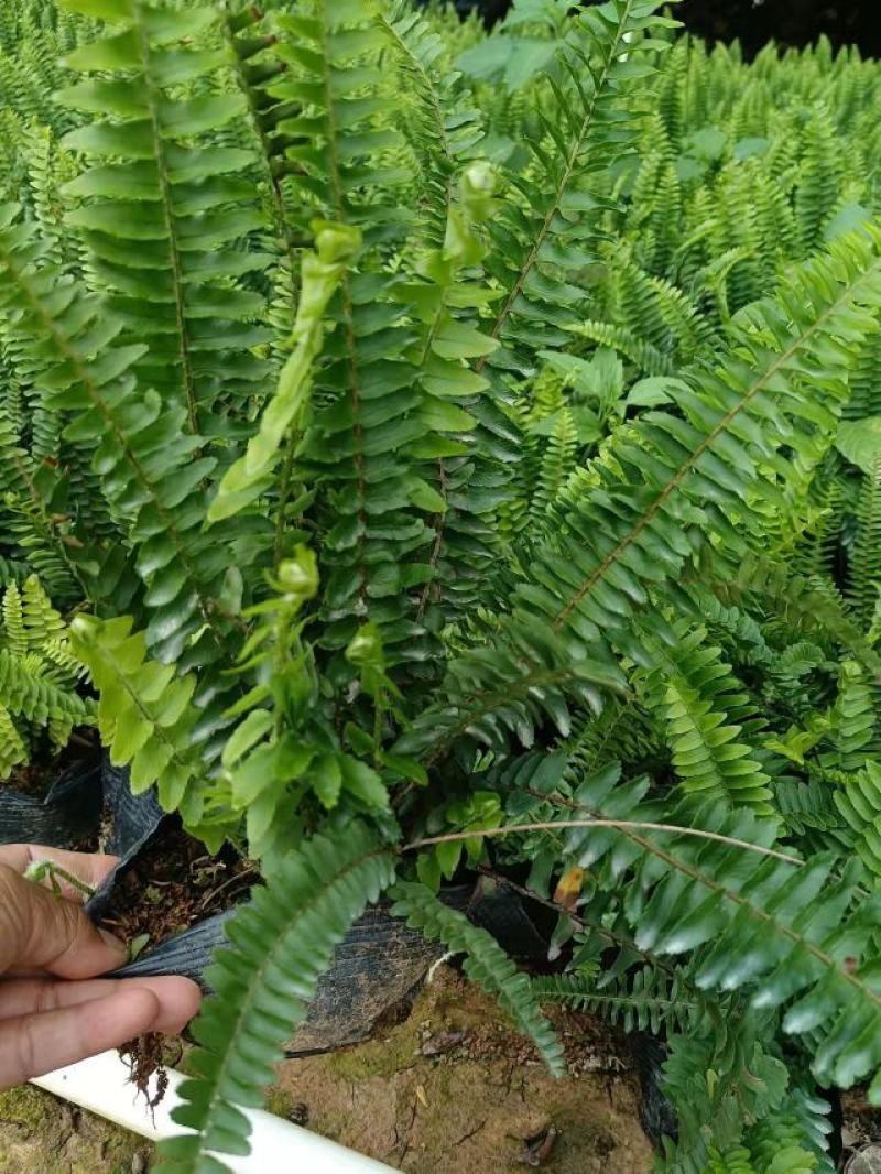 广东基地大量供应排骨草，肾蕨，欢迎各地老板下单