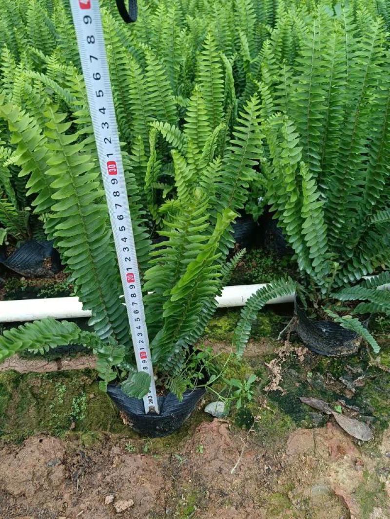 广东基地大量供应排骨草，肾蕨，欢迎各地老板下单