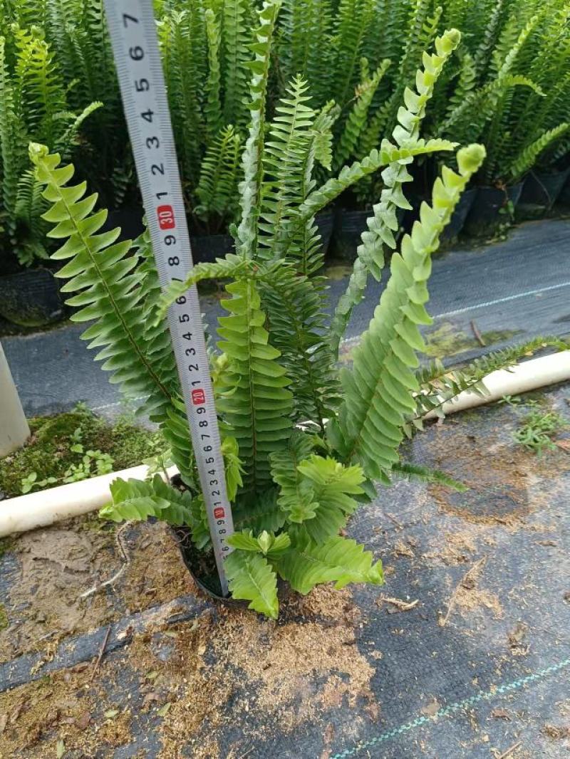 广东基地大量供应排骨草，肾蕨，欢迎各地老板下单