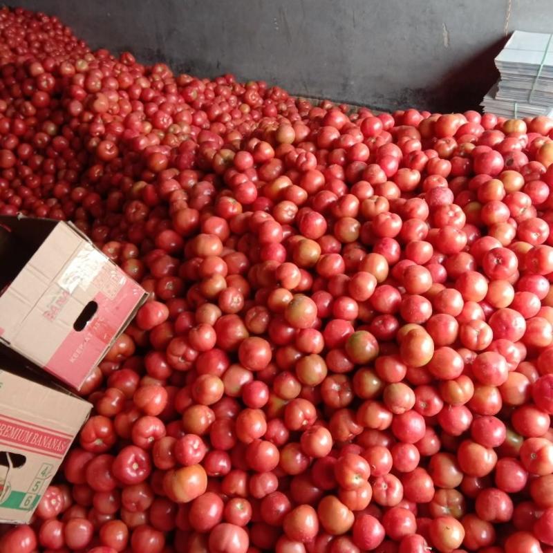 精品西红柿大量上市，货源充足.质量保证.全国各地代收代发