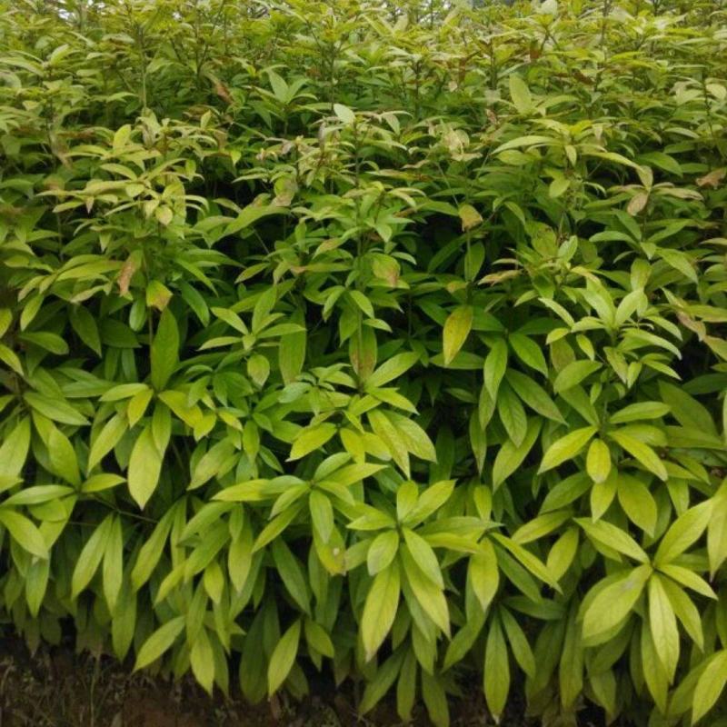 供应湖南金丝楠木苗，金丝楠木杯苗，6-8cm金丝楠木价格