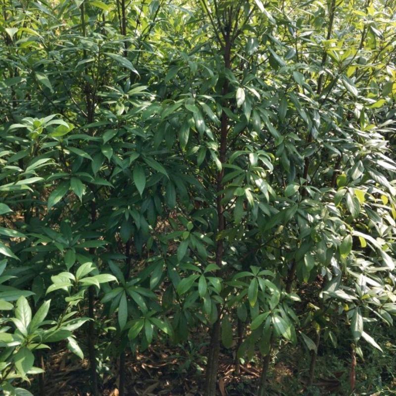 供应湖南金丝楠木苗，金丝楠木杯苗，6-8cm金丝楠木价格