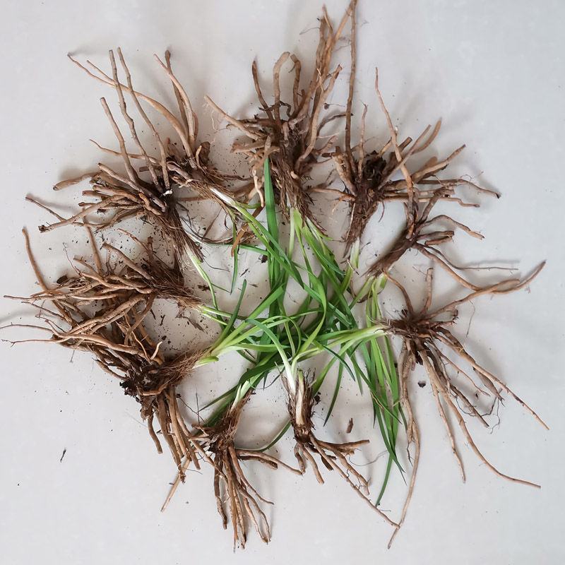 甘肃庆阳优质黄花菜种苗精品种植根苗现挖