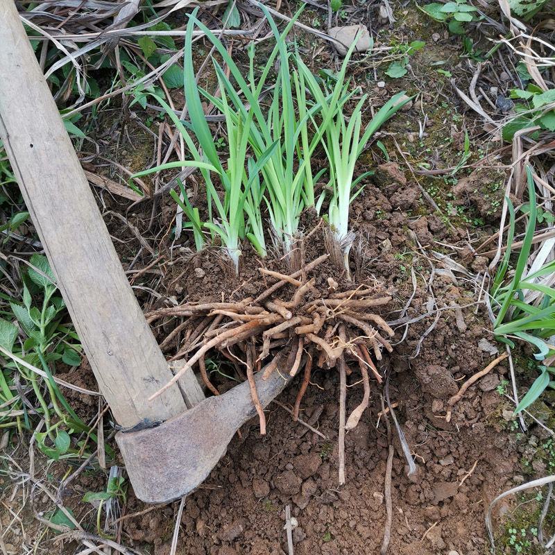 甘肃庆阳优质黄花菜种苗精品种植根苗现挖