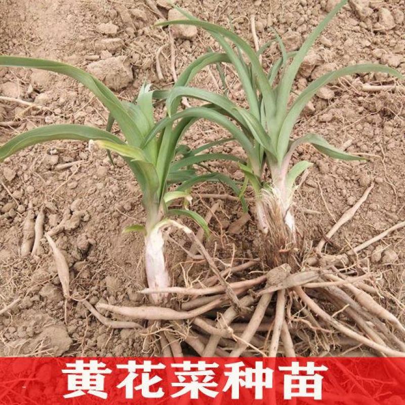 甘肃庆阳优质黄花菜种苗精品种植根苗现挖