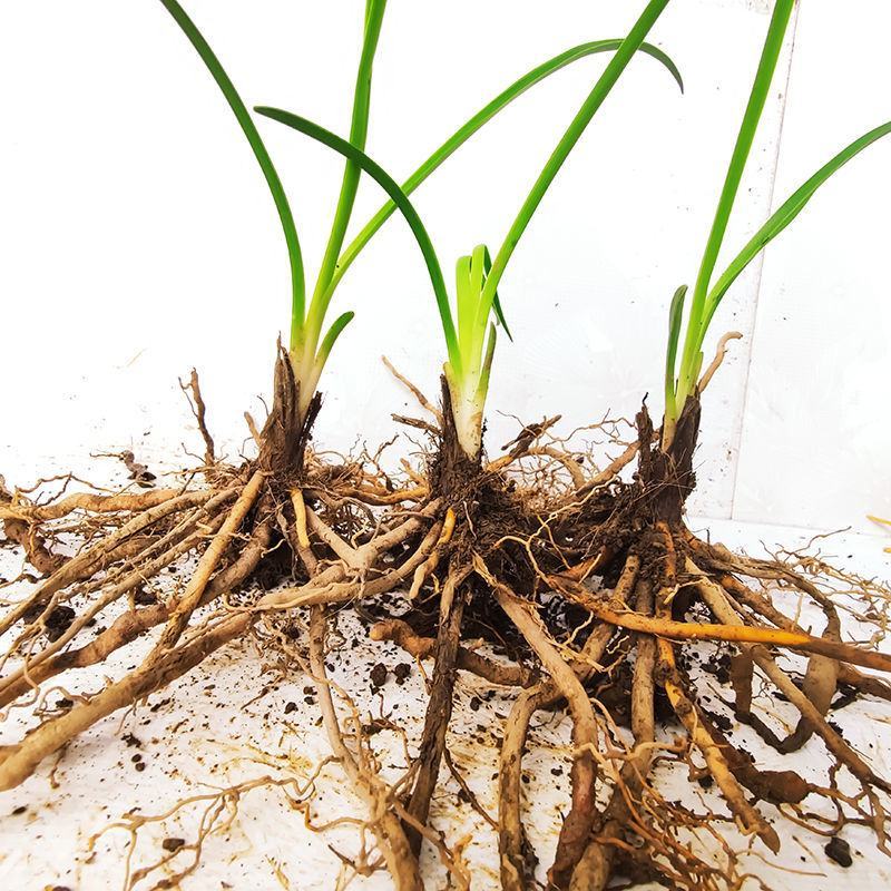 甘肃庆阳优质黄花菜种苗精品种植根苗现挖