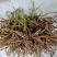 甘肃庆阳优质黄花菜种苗精品种植根苗现挖