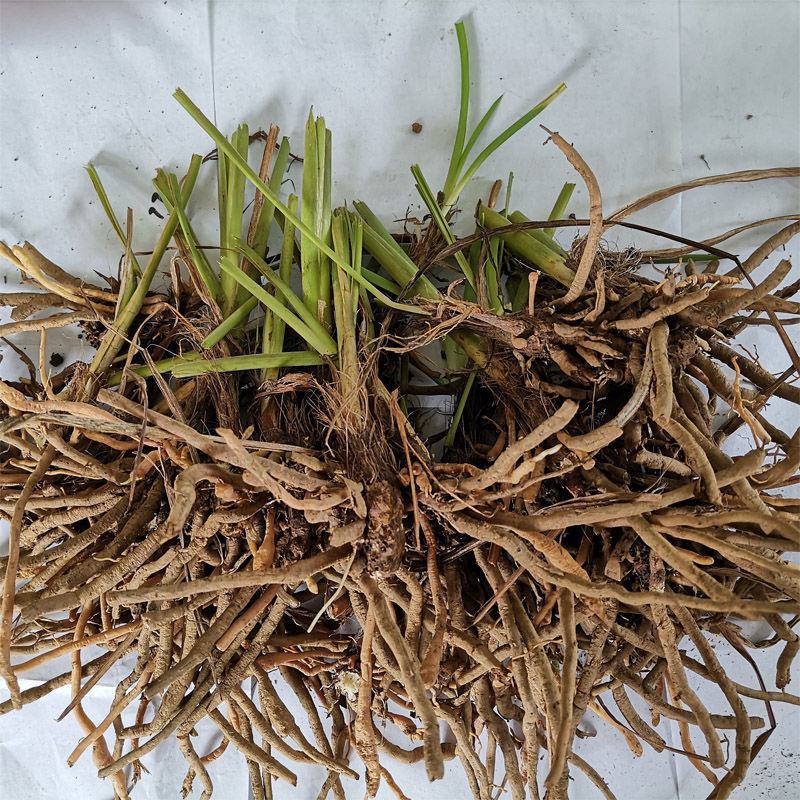 甘肃庆阳优质黄花菜种苗精品种植根苗现挖