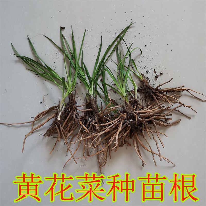 甘肃庆阳优质黄花菜种苗精品种植根苗现挖
