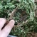 云南大叶千层塔干货