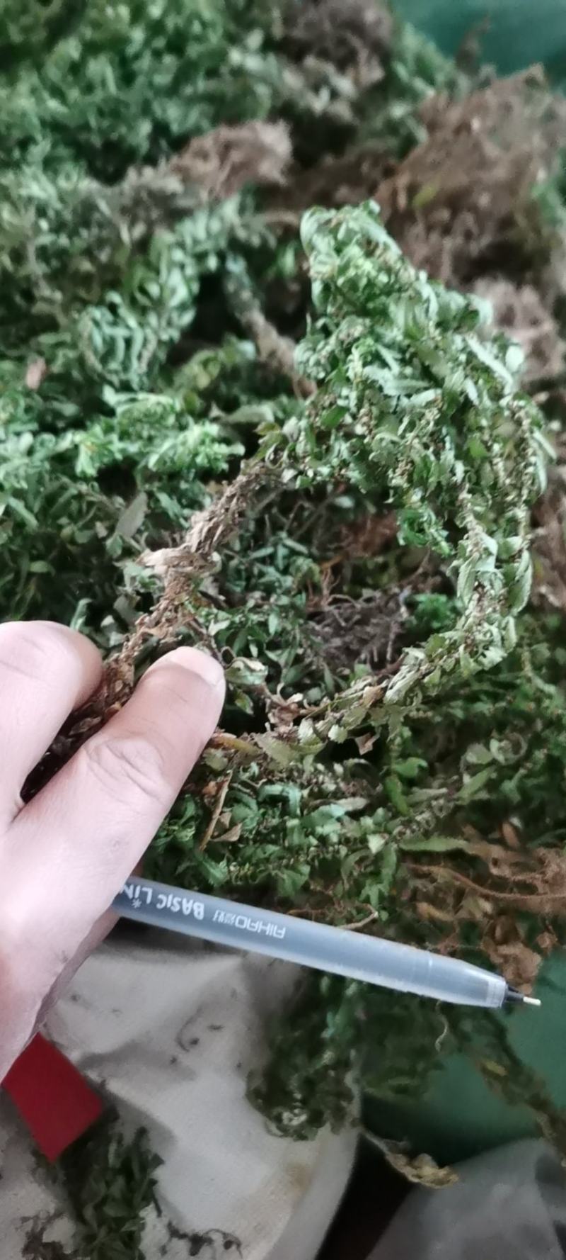 云南大叶千层塔干货